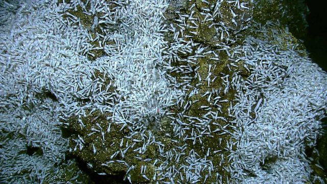 Shrimp agglomeration on hydrothermal spire Picture