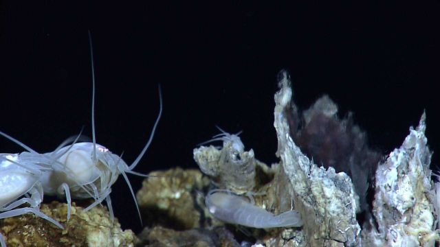Shrimp (possibly Rimicaris sp.) on hydrothermal chimney at Von Damm vent site on Mount Dent. Picture