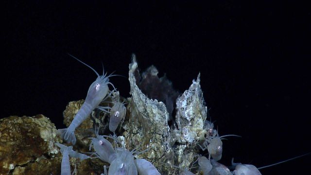 Shrimp (possibly Rimicaris sp.) on hydrothermal chimney at Von Damm vent site on Mount Dent. Picture
