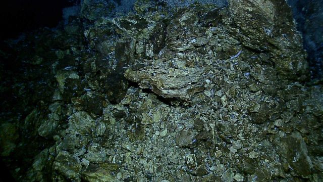 A vent spire at the Von Damm vent site is a veritable condominium for zoarcid fish Picture
