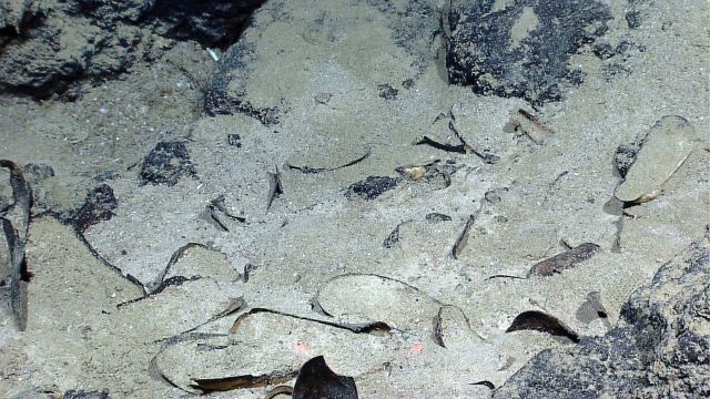 Dead mussel shells in the vicinity of an extinct hydrothermal vent. Picture