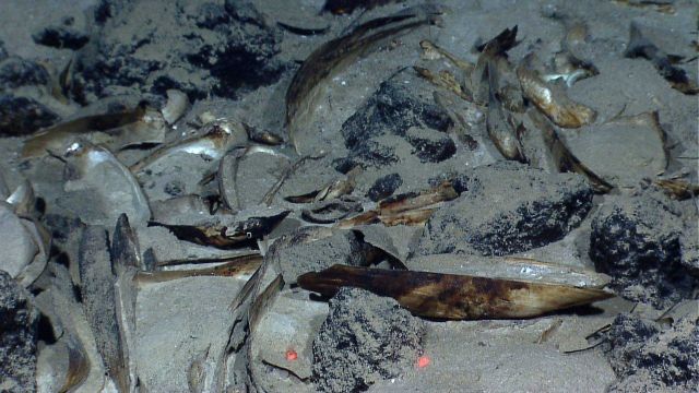 Dead mussel shells in the vicinity of an extinct hydrothermal vent. Picture