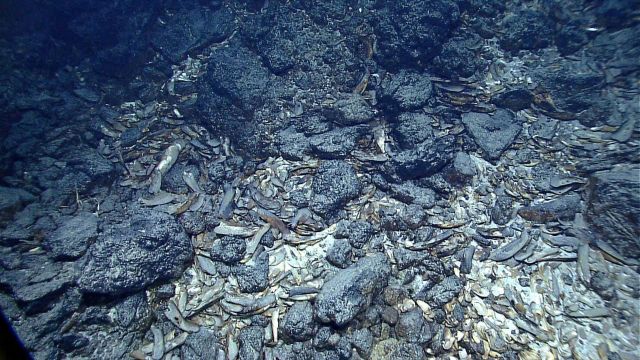 The seafloor littered with dead mussel shells Picture