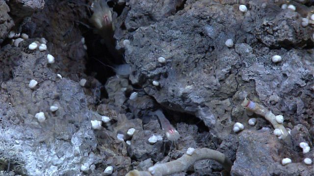 Shrimp, snails, and tube worms at a hydrothermal vent site. Picture