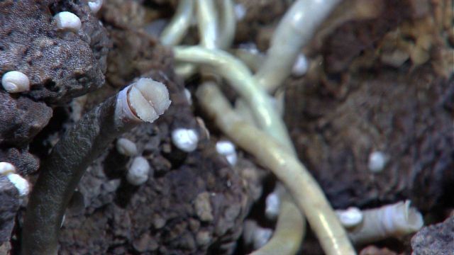 Tip of a tube worm seen with snails and probably white bacteria speckling rock on upper left of image. Picture
