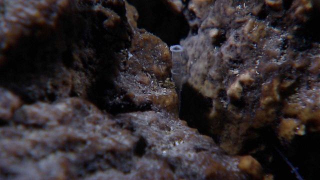 Translucent tip of a worm tube protruding out from a crack in the rocks. Picture