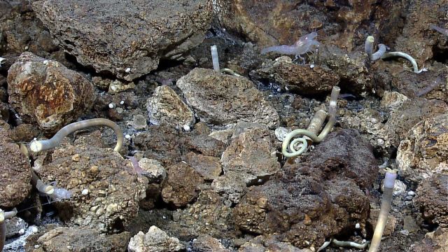 Tube worms, shrimp, and hydrothermally altered rocks at a vent or seep site. Picture