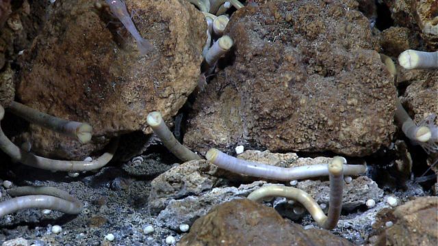 Tube worms, shrimp, and hydrothermally altered rocks at a vent or seep site. Picture