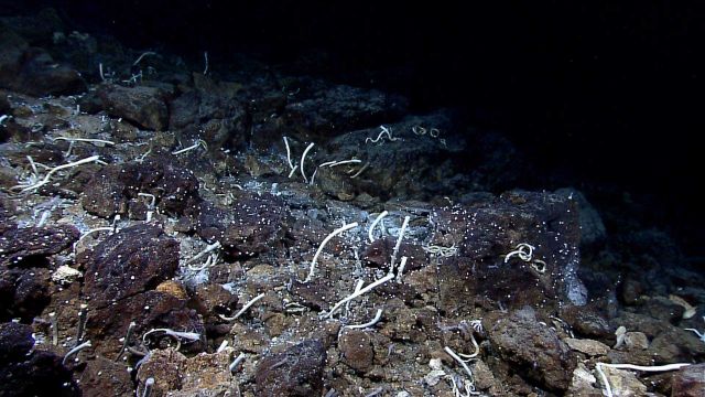 Tube worms, shrimp and snails cover hydrothermally rocks at a vent or seep site. Picture