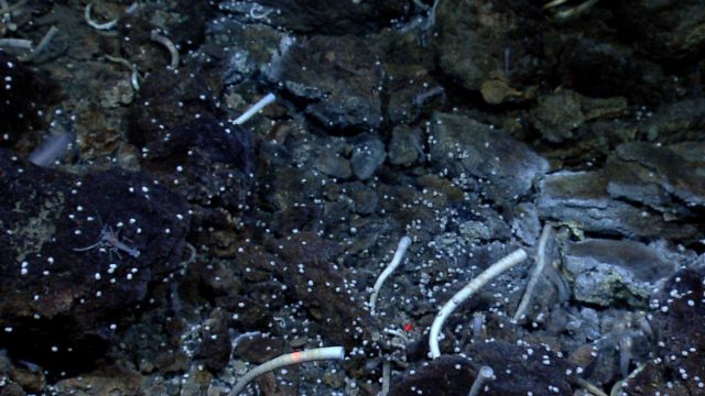 Tube worms, shrimp and snails cover hydrothermally rocks at a vent or seep site. Picture