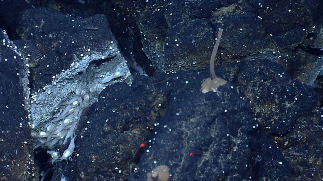 Large white shrimp with white material or organ in their head area and small snails in the vicinity of a small vent Picture