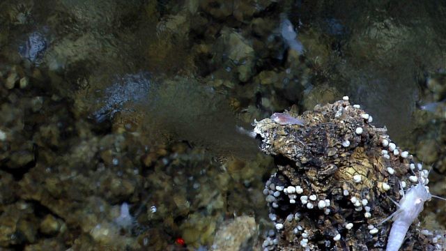 Shimmering heated waters emanating from a hydrothermal vent Picture