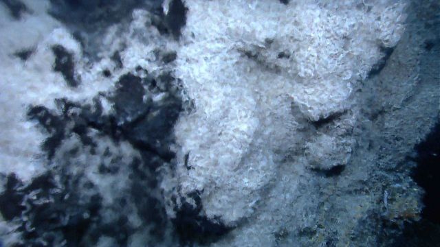 A huge agglomeration of shrimp seen through shimmering vent waters at Von Damm vent site. Picture