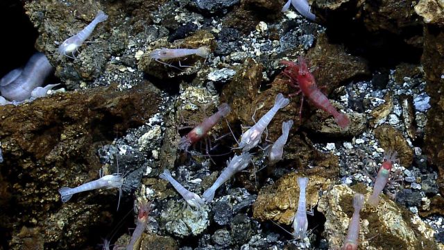 Three different species of shrimp and the body of an eelpout visible in the upper left against a background of hydrothermally altered rocks. Picture