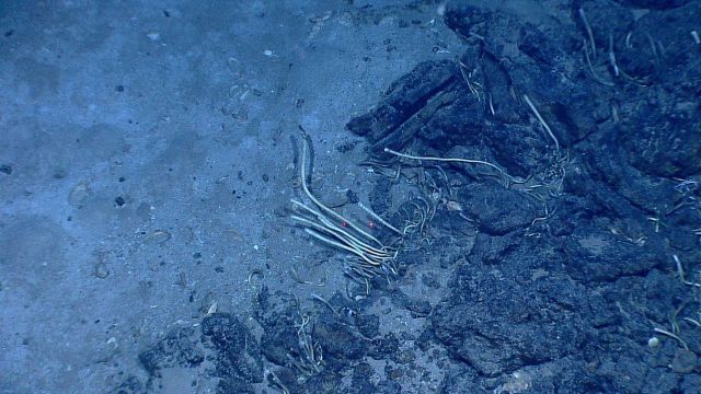 Tubeworms on a rock outcrop Picture