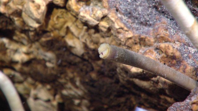 Tip of a tubeworm seen in the vicinity of a hydrothermal vent. Picture