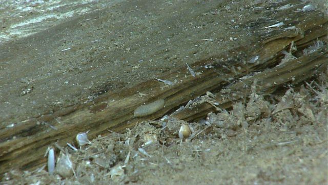 Marine debris - A woodfall, whether natural or man-produced is indeterminate in this image Picture