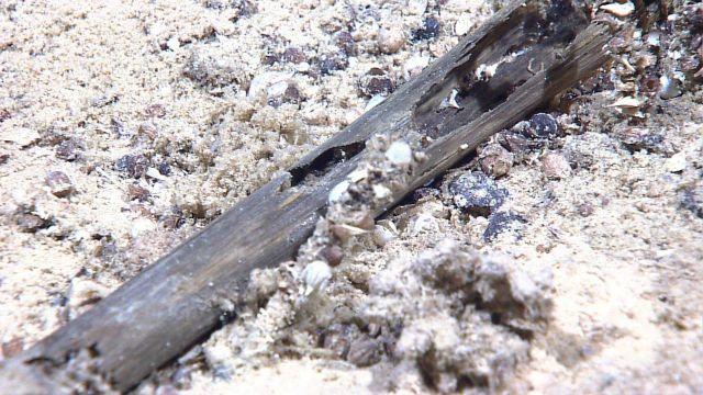 Marine debris - A natural woodfall. Picture