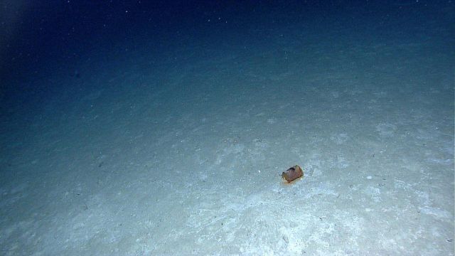 Marine debris - A rusty can. Picture