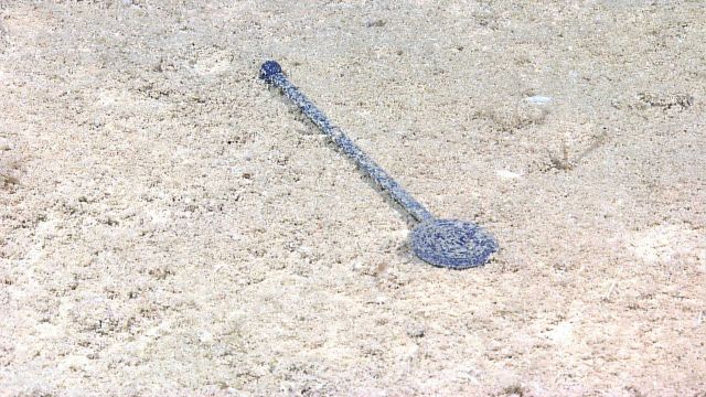 Marine debris - A plastic swizzle stick. Picture