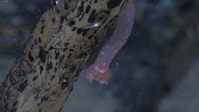 Marine debris - A pink spotted holothurian seems to be barely hanging on to this tree branch. Picture