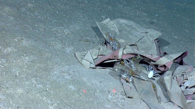 Marine debris - A large white squat lobster uses a cardboard trashfall as habitat. Picture
