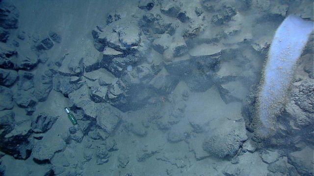 Marine debris - a beer bottle lies below a large white vase sponge. Picture