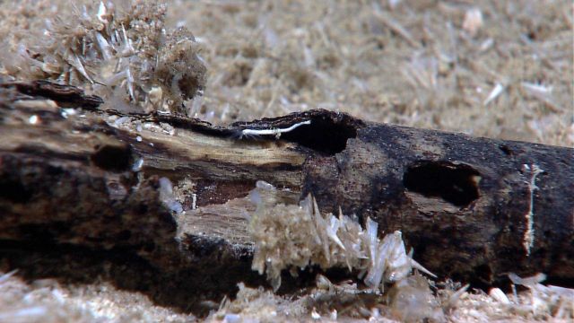 Marine debris - tree branch log with agglomerations of pteropod triangular shells adhering to sides. Picture