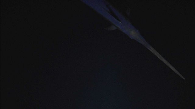 Head of a large fish passing by ROV in water column Picture