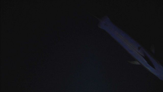 Body of large fish passing by ROV in water column Picture