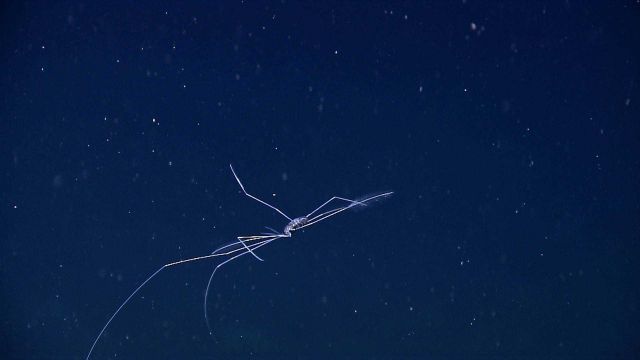 A swimming sea spider Picture