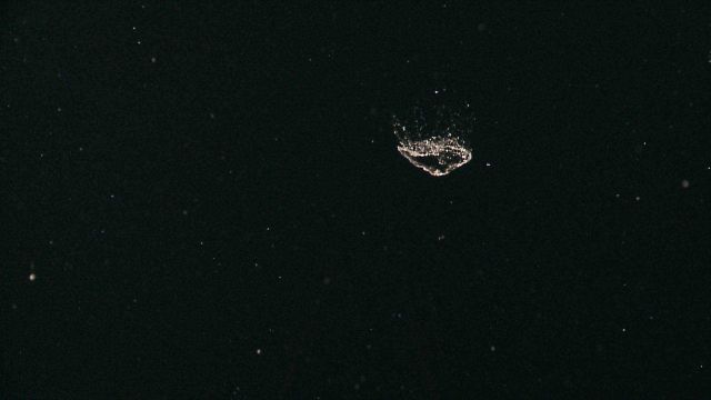 Translucent life form? egg mass? in the water column Picture
