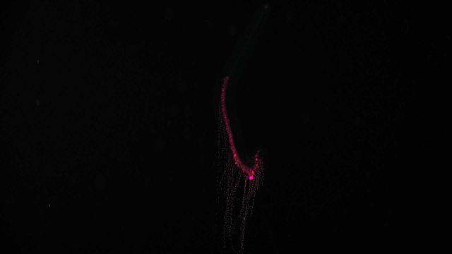 A spectacular red siphonophore with tentacles extended Picture