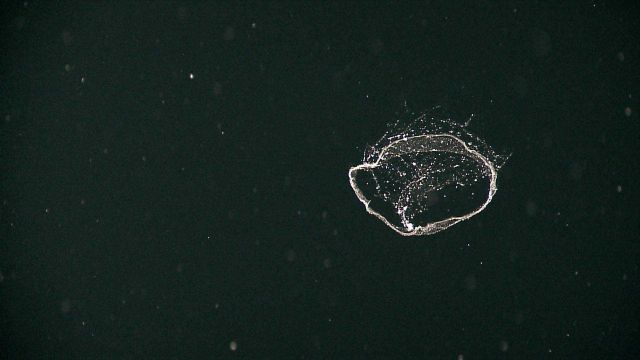 Translucent life form? egg mass? in the water column Picture