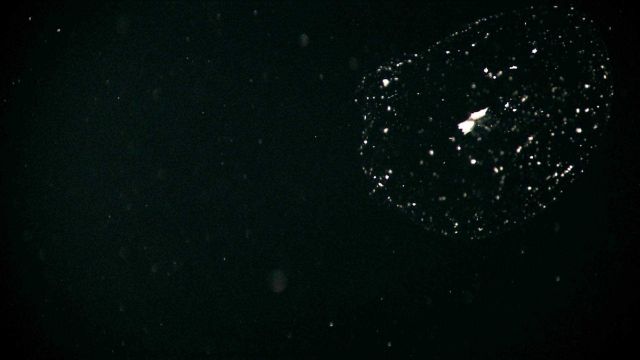Translucent life form? egg mass? in the water column Picture