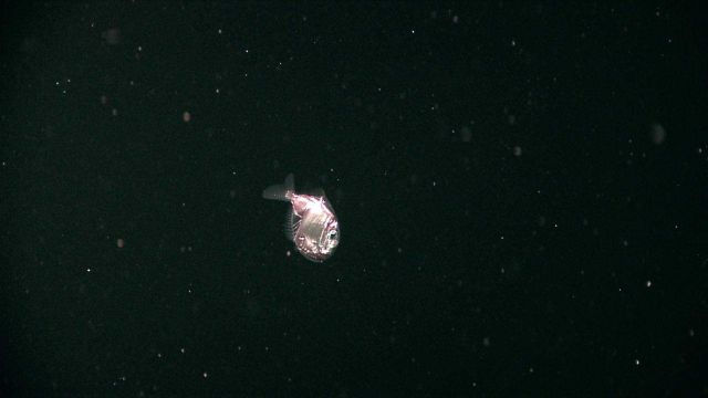 A hatchet fish seen in the water column Picture