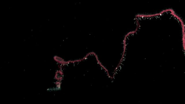 A siphonophore Picture