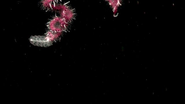 The amazing appearing end of a large siphonophore Picture