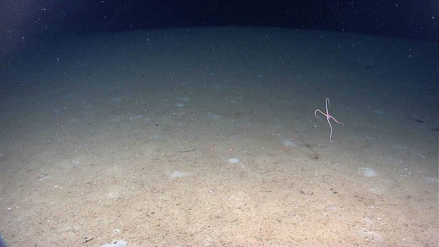 A brittle star that has jumped off the bottom Picture