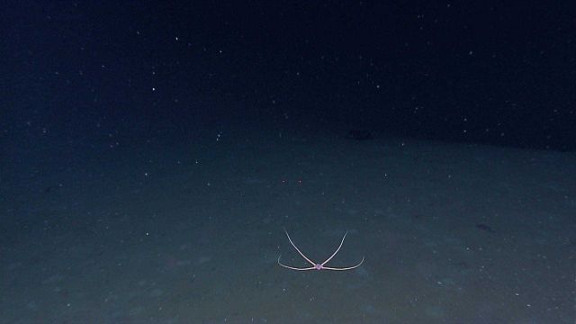 A brittle star that definitely is 