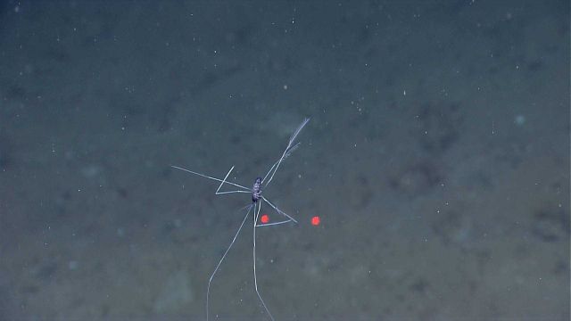 A swimming sea spider - The closely packed setae can be seen on the rear legs. Picture