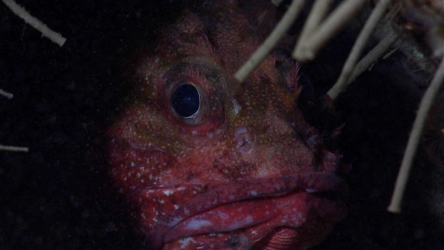 Deep sea fish - scorpionfish peering out from hole through tubeworms Picture