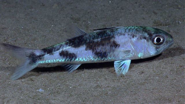 Deep sea fish - Blackmouth bass (Synagrops bellus) Picture