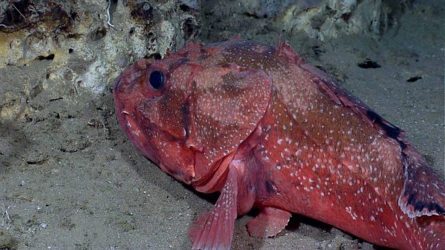 Deep sea fish - spiny scorpionfish or Atlantic thornyhead (Trachyscorpia cristulata cristulata) Picture