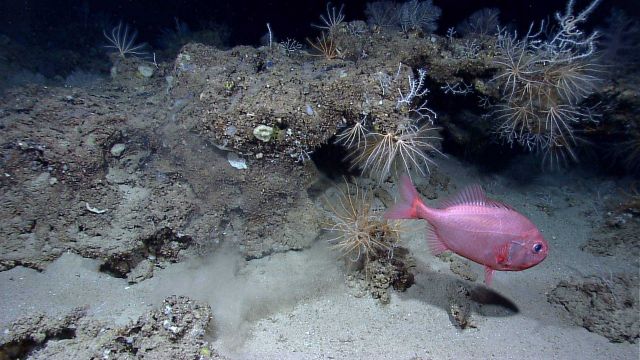 Deep sea fish - a Darwin's slimehead (Gephyroberyx darwinii) in front of a small ledge Picture