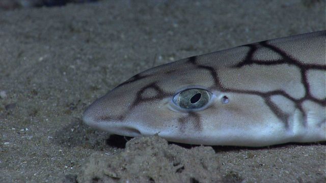 Deep sea fish - a catshark Picture