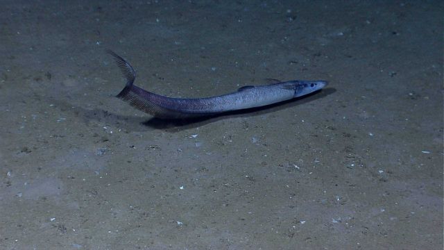 Deep sea fish -conger eel Picture