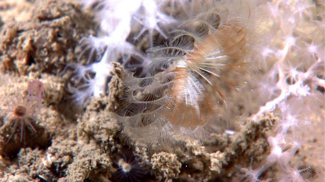 Feather duster worms and white octocoral Picture