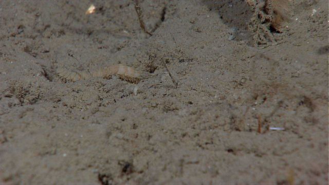 Scale worm crawling in upper left of image Picture