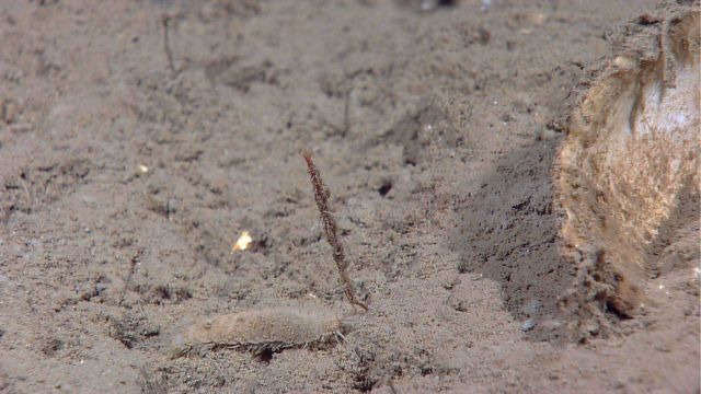 Scale worm in foreground Picture